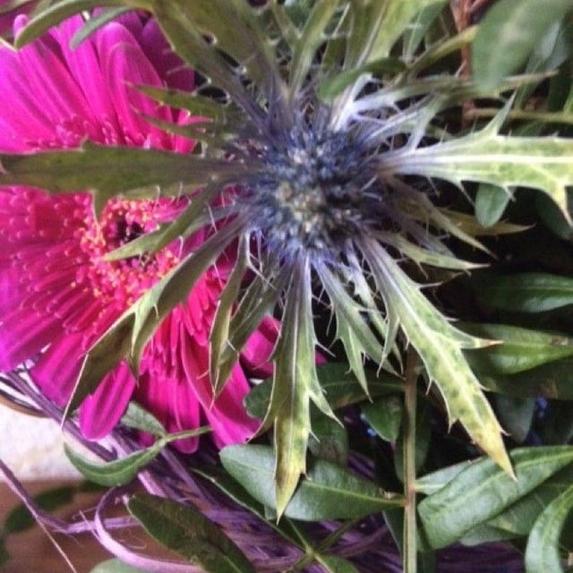 Eryngium spinalba — flower