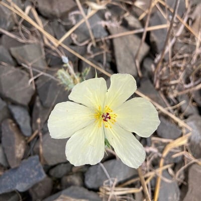 Argemone ochroleuca — flower