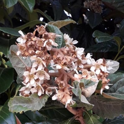Eriobotrya japonica — flower