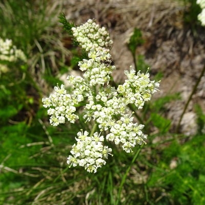 Meum athamanticum — flower