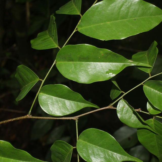 Dialium guianense — leaf