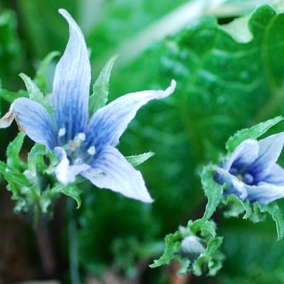Mandragora officinarum — flower