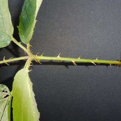 Rubus sulcatus — flower