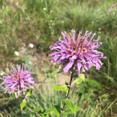 Monarda fistulosa — flower