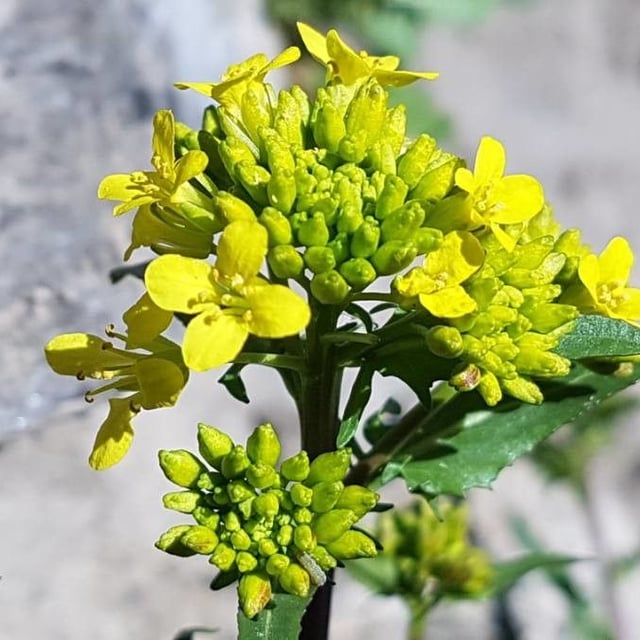 Sinapis arvensis — flower