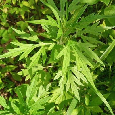 Leonurus japonicus — leaf