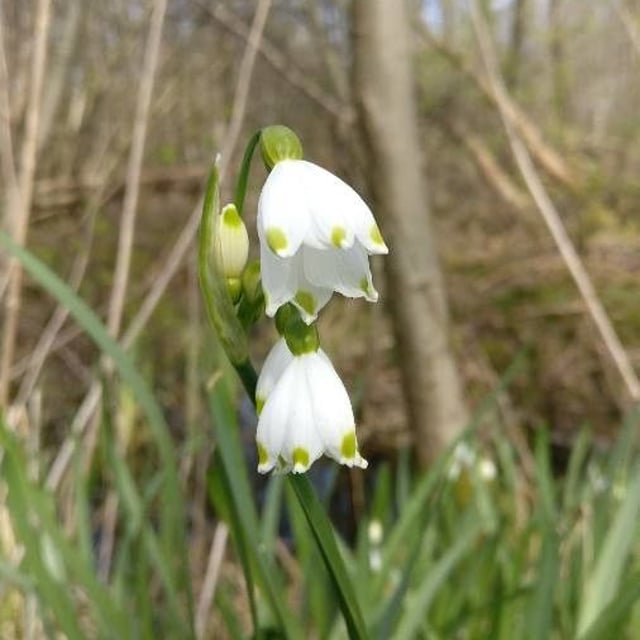 Leucojum aestivum — flower