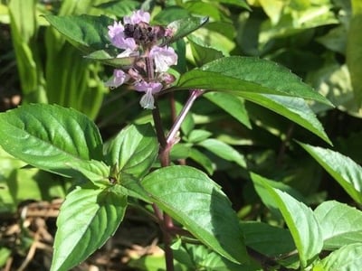 Basil