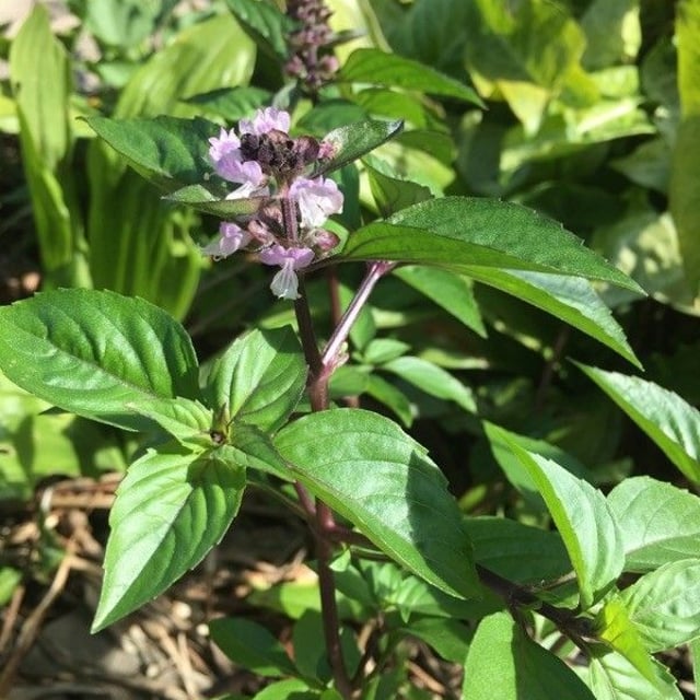 Basil