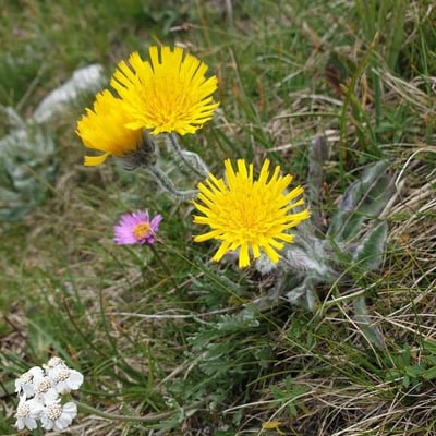 Hieracium piliferum — flower