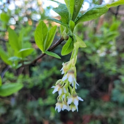 Oemleria cerasiformis — flower