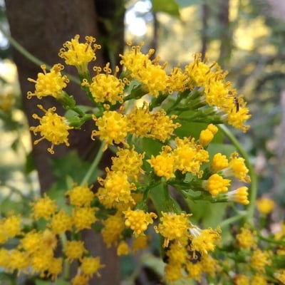 Delairea odorata — flower