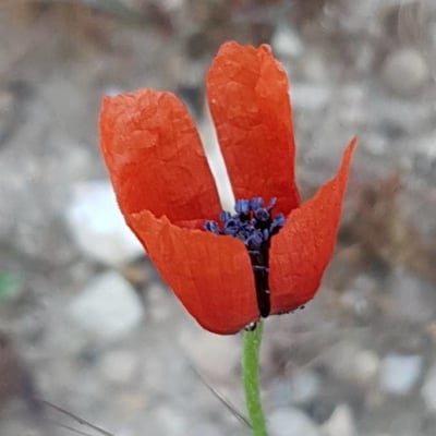 Roemeria argemone — flower