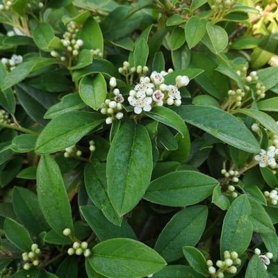 Cotoneaster salicifolius — flower
