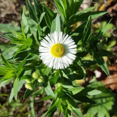 Erigeron philadelphicus — flower