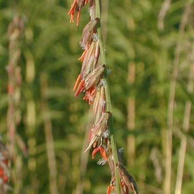 Bouteloua curtipendula — flower