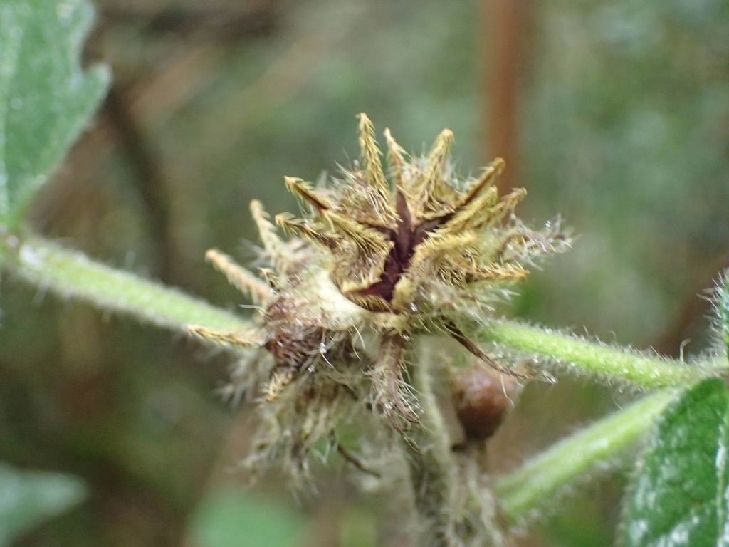 Stinging pavonia