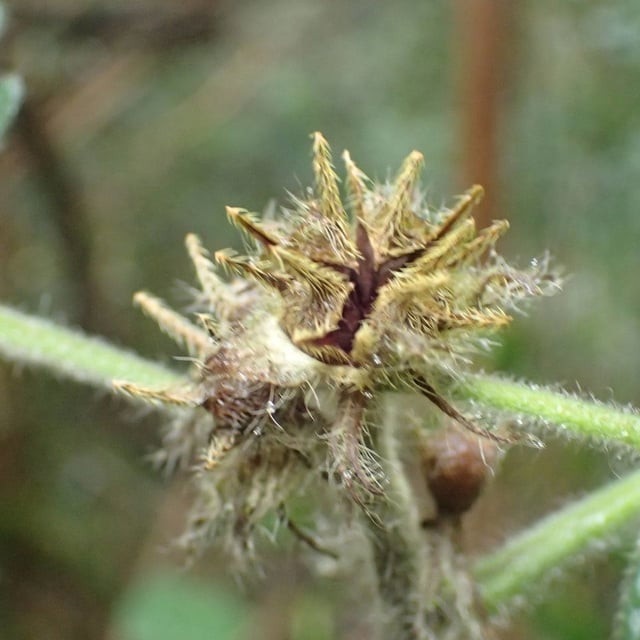 Stinging pavonia