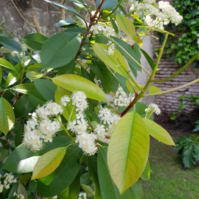 Prunus caroliniana — leaf