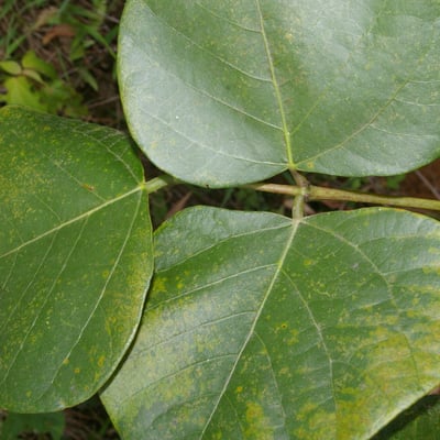 Erythrina berteroana — leaf