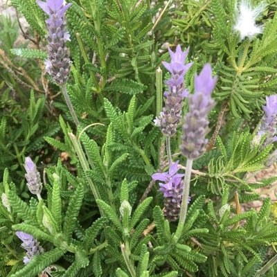 Lavandula dentata — flower