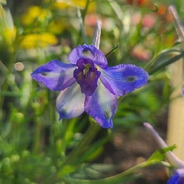 Delphinium carolinianum — flower