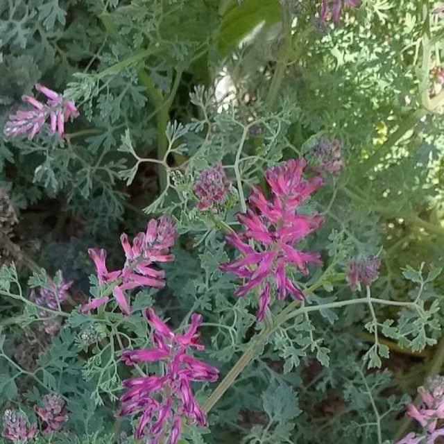 Fumaria officinalis — flower