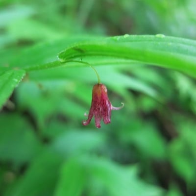 Streptopus lanceolatus — flower