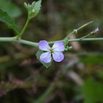 Moricandia arvensis — flower
