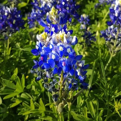 Lupinus texensis — flower