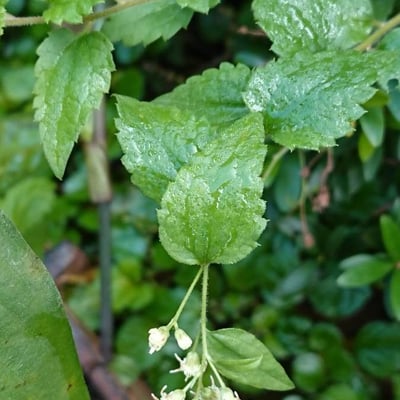 Baccharis anomala — flower