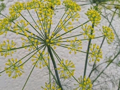 Garden dill