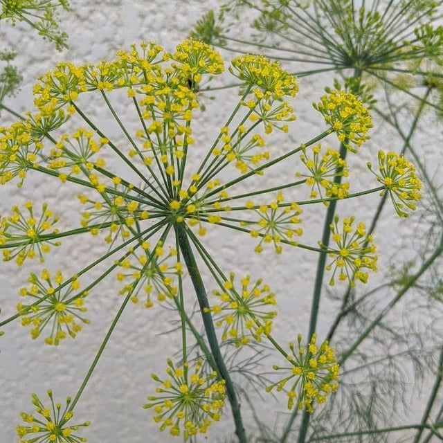 Garden dill