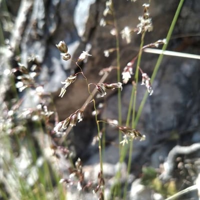 Melica minuta — flower