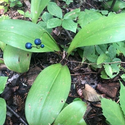 Clintonia borealis — flower