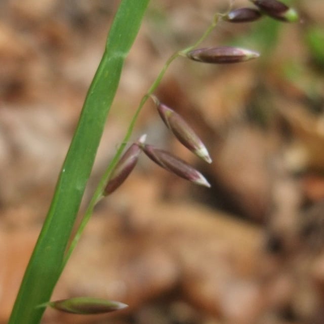 Melica nutans — flower