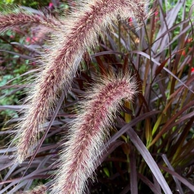 Cenchrus setaceus — flower