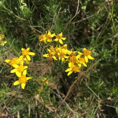 Senecio linearifolius — flower