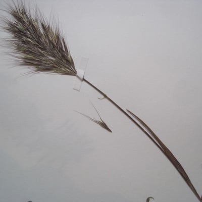 Bromus rubens — flower