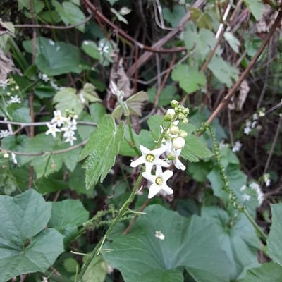 Marah fabacea — flower