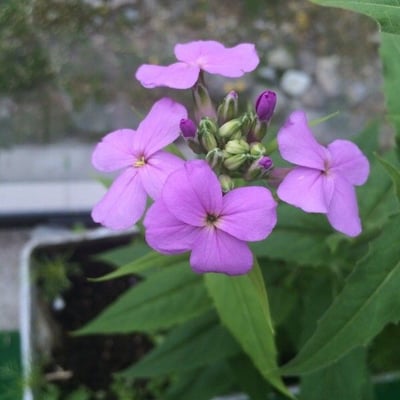 Lunaria annua — flower