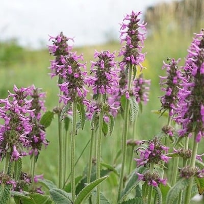 Stachys officinalis — flower