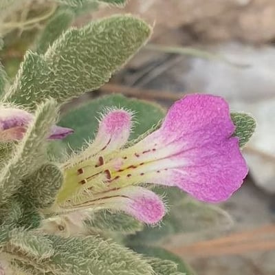 Ajuga iva — flower