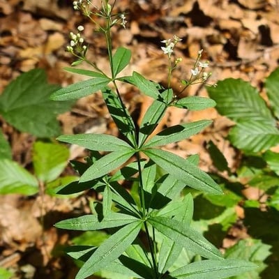 Galium aristatum — flower