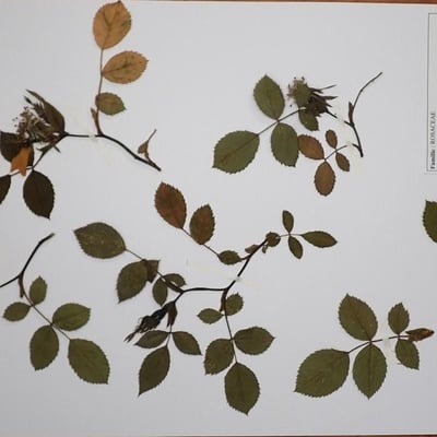 Rosa obtusifolia — leaf