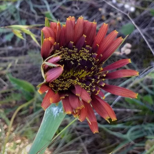 Tragopogon crocifolius — flower