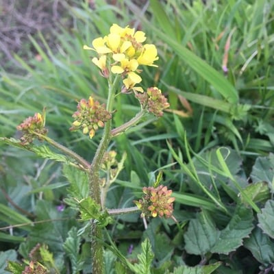 Rapistrum rugosum — flower