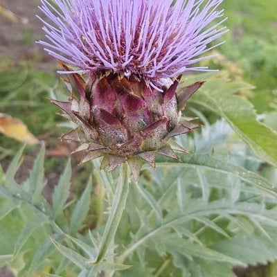 Cynara cardunculus — flower