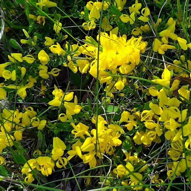 Genista pilosa — flower