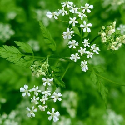 Anthriscus cerefolium — flower
